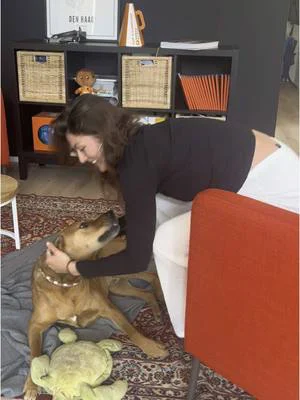 Altijd feest om Bowie op kantoor te hebben🥰🐶🤎#fyp #hondentiktok #officelife #kantoor